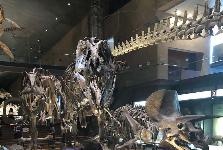 ティラノザウルスやトリケラトプスの化石